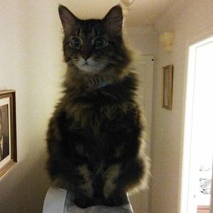 Meet your Posher, Frankie